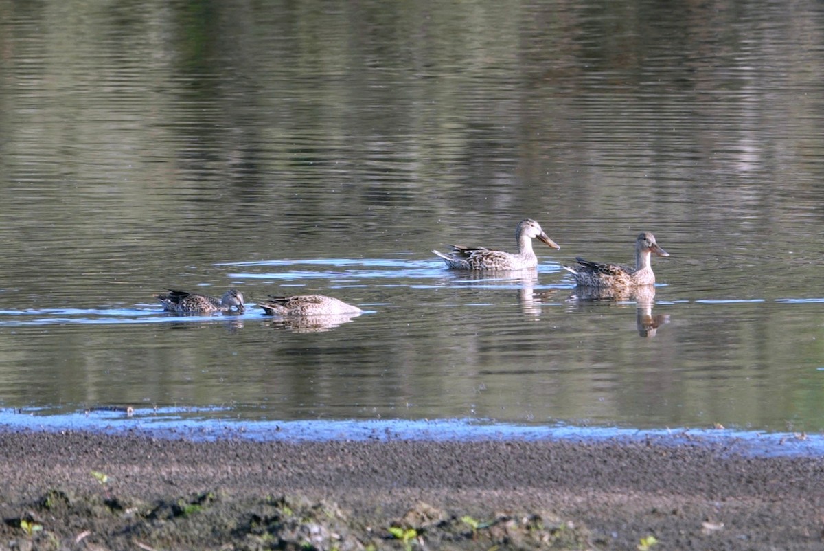 Northern Shoveler - ML612071295