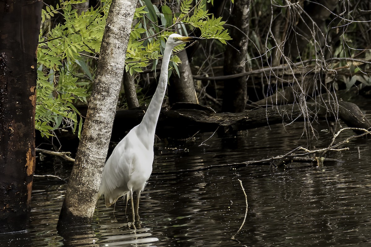 Great Egret - ML612071318