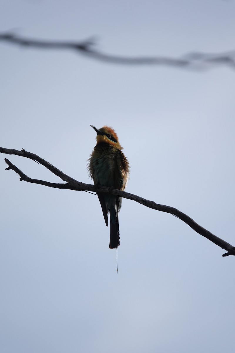 Rainbow Bee-eater - ML612071405
