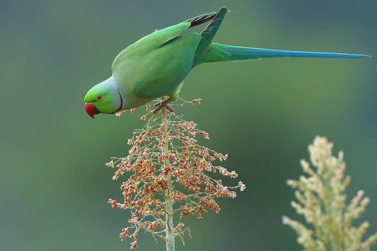 Rose-ringed Parakeet - ML612071416