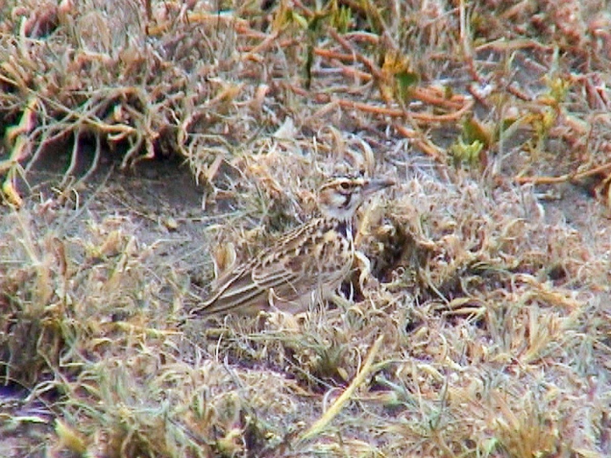 Short-tailed Lark - Tommy Pedersen