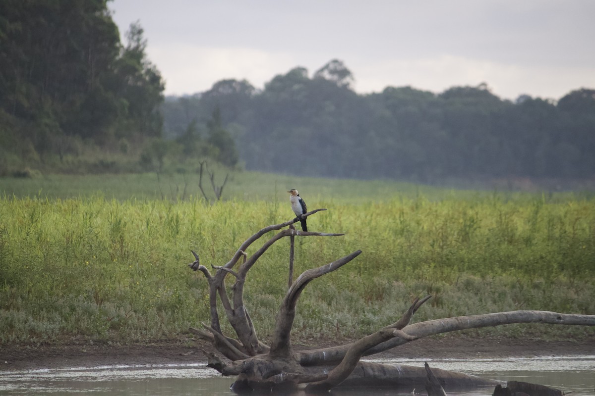 Cormorán Piquicorto - ML612071478