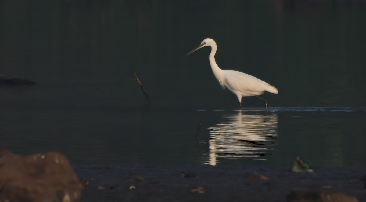 Little Egret - ML612071487