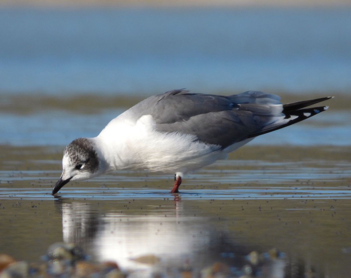 Franklin's Gull - Juan Klavins