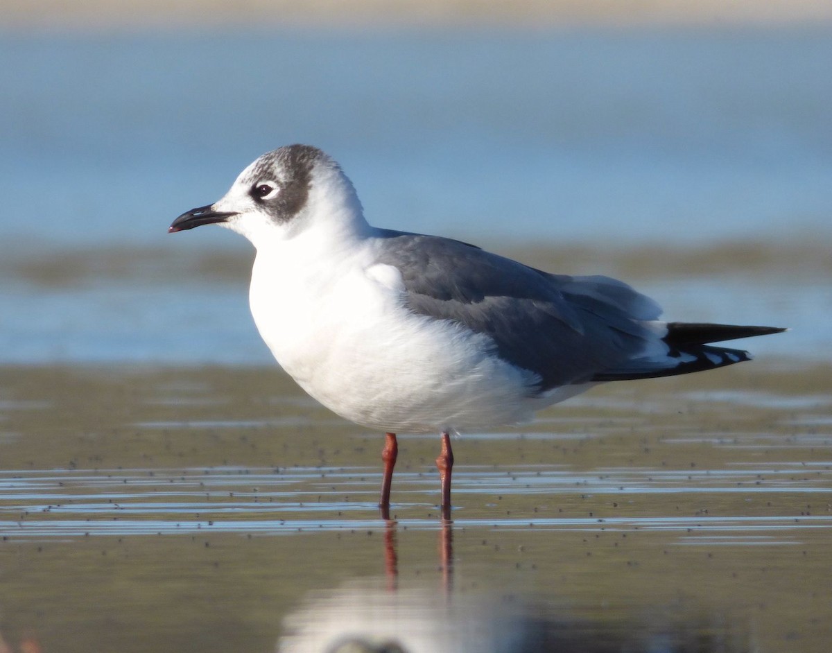 Gabbiano di Franklin - ML612071508