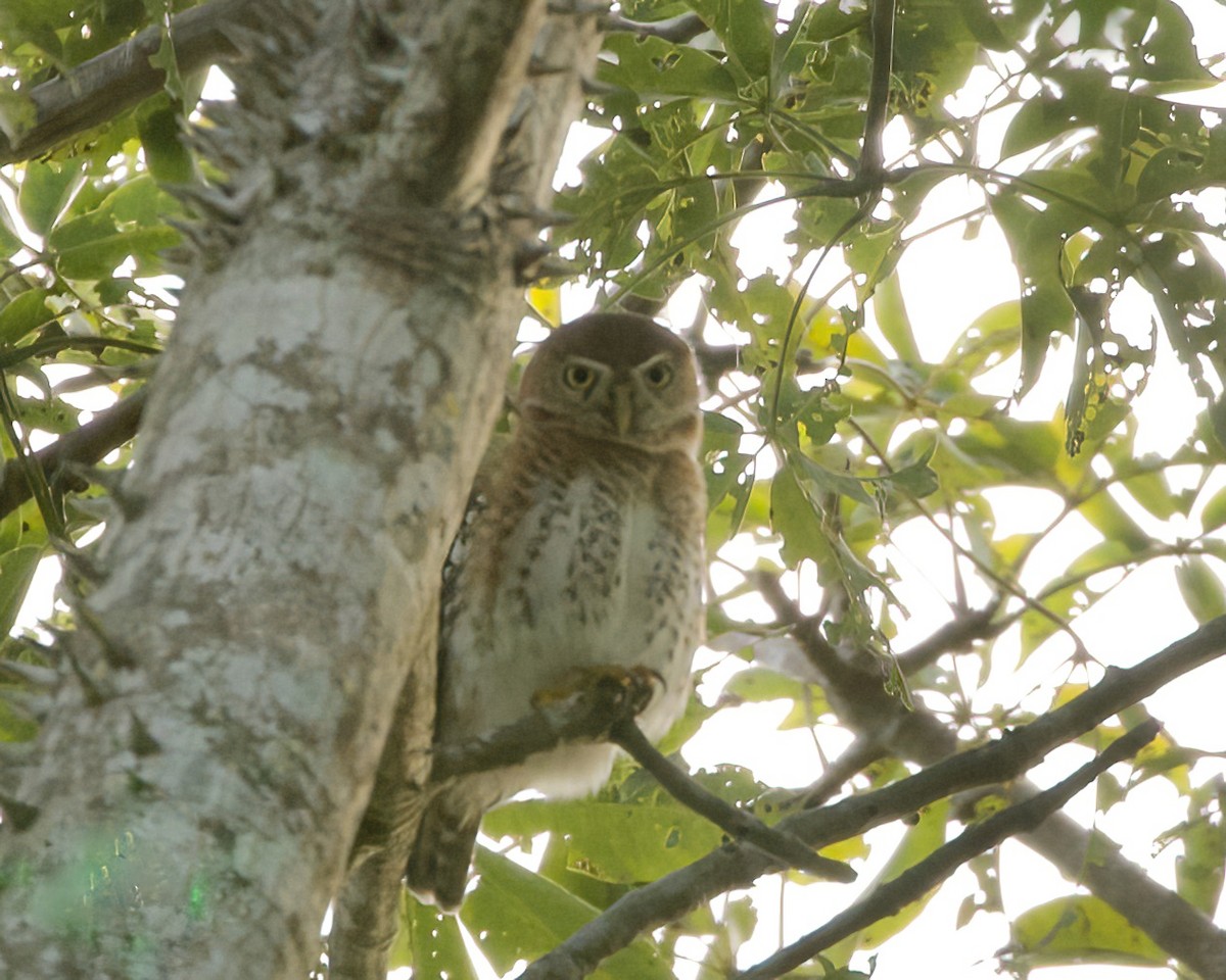 Cuban Pygmy-Owl - ML612071532