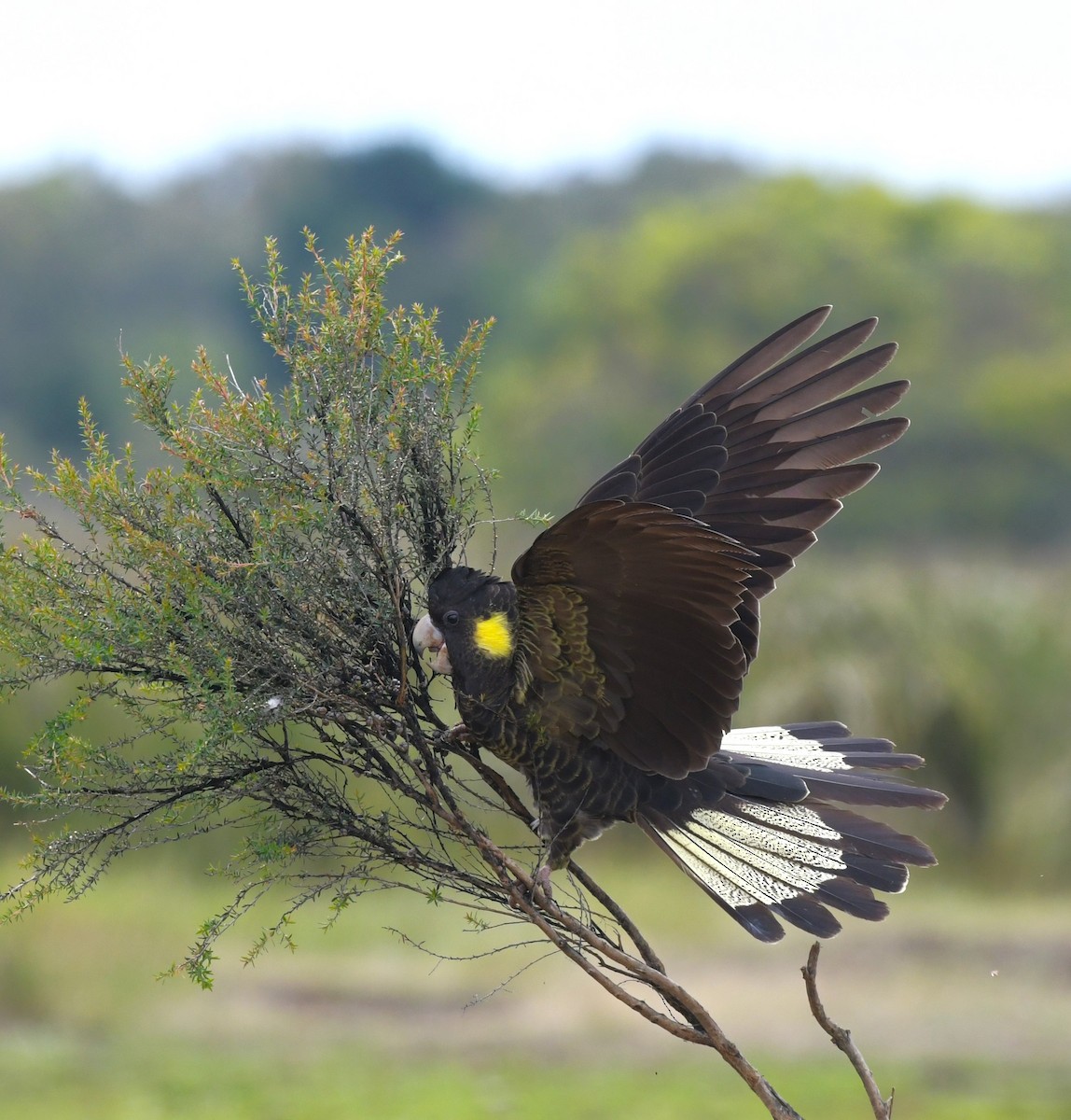 Yellow-tailed Black-Cockatoo - ML612071539