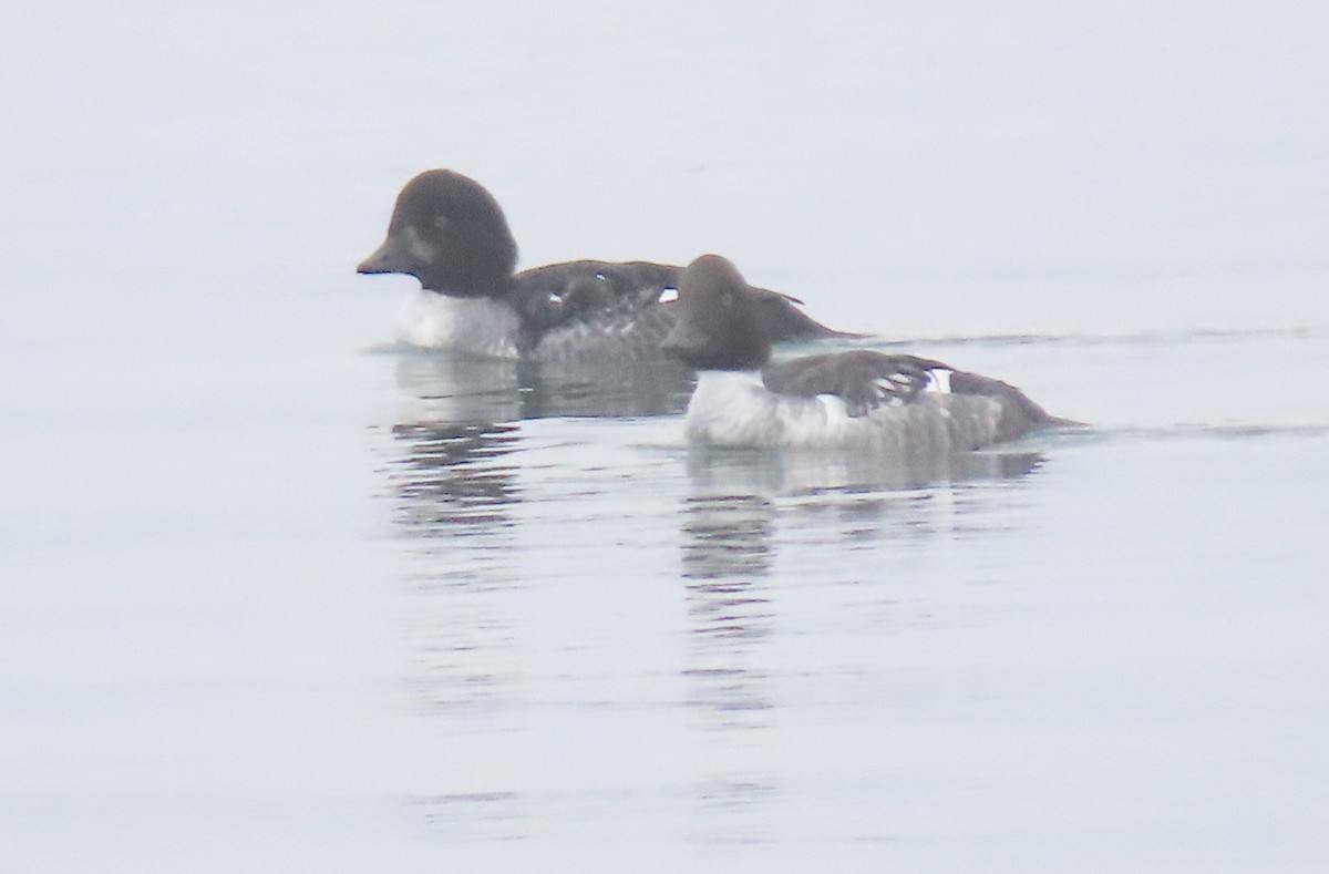 Barrow's Goldeneye - Jon P. Ruddy