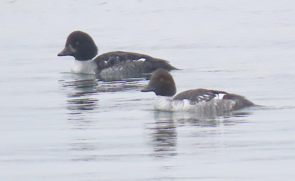 Barrow's Goldeneye - Jon P. Ruddy