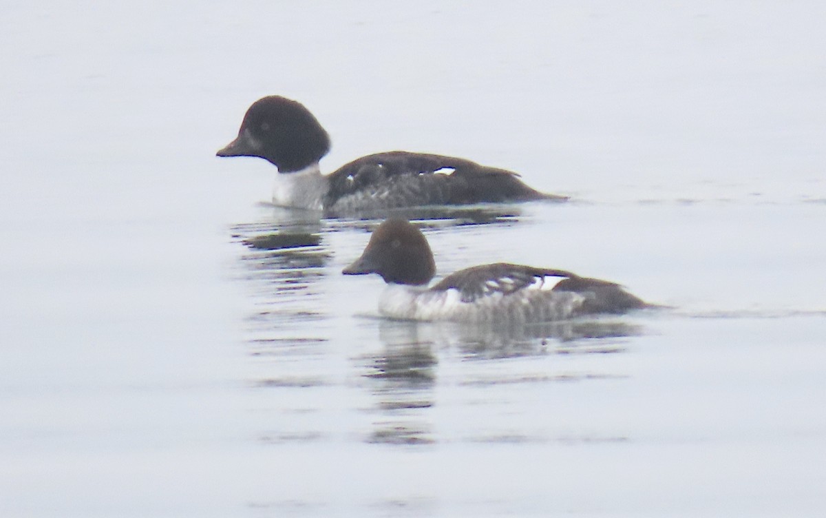 Barrow's Goldeneye - Jon P. Ruddy