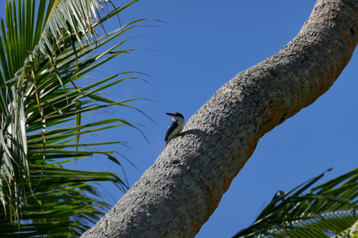 Pacific Kingfisher - ML612071662