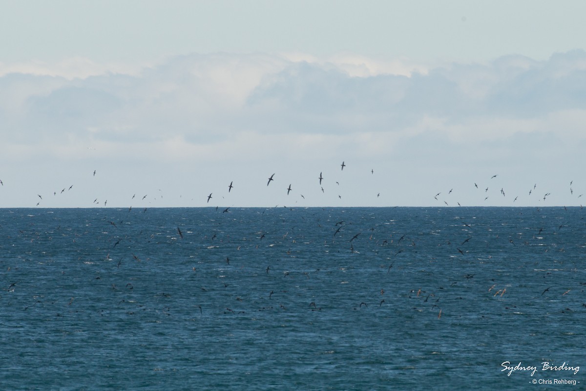 Short-tailed Shearwater - ML612071666