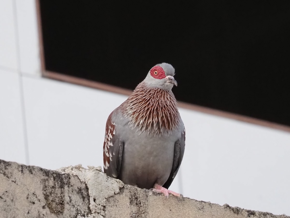 Speckled Pigeon - ML612071696