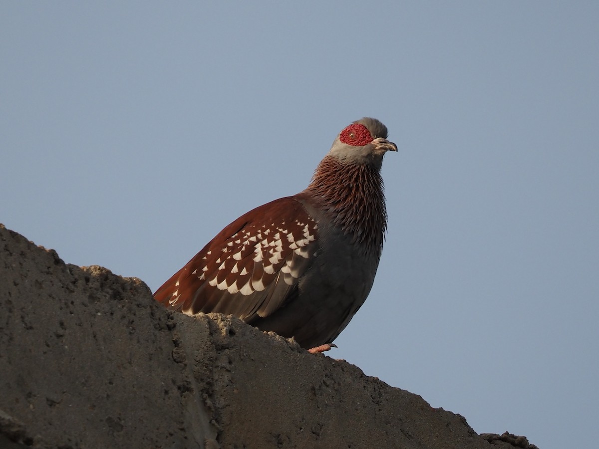 Speckled Pigeon - ML612071697