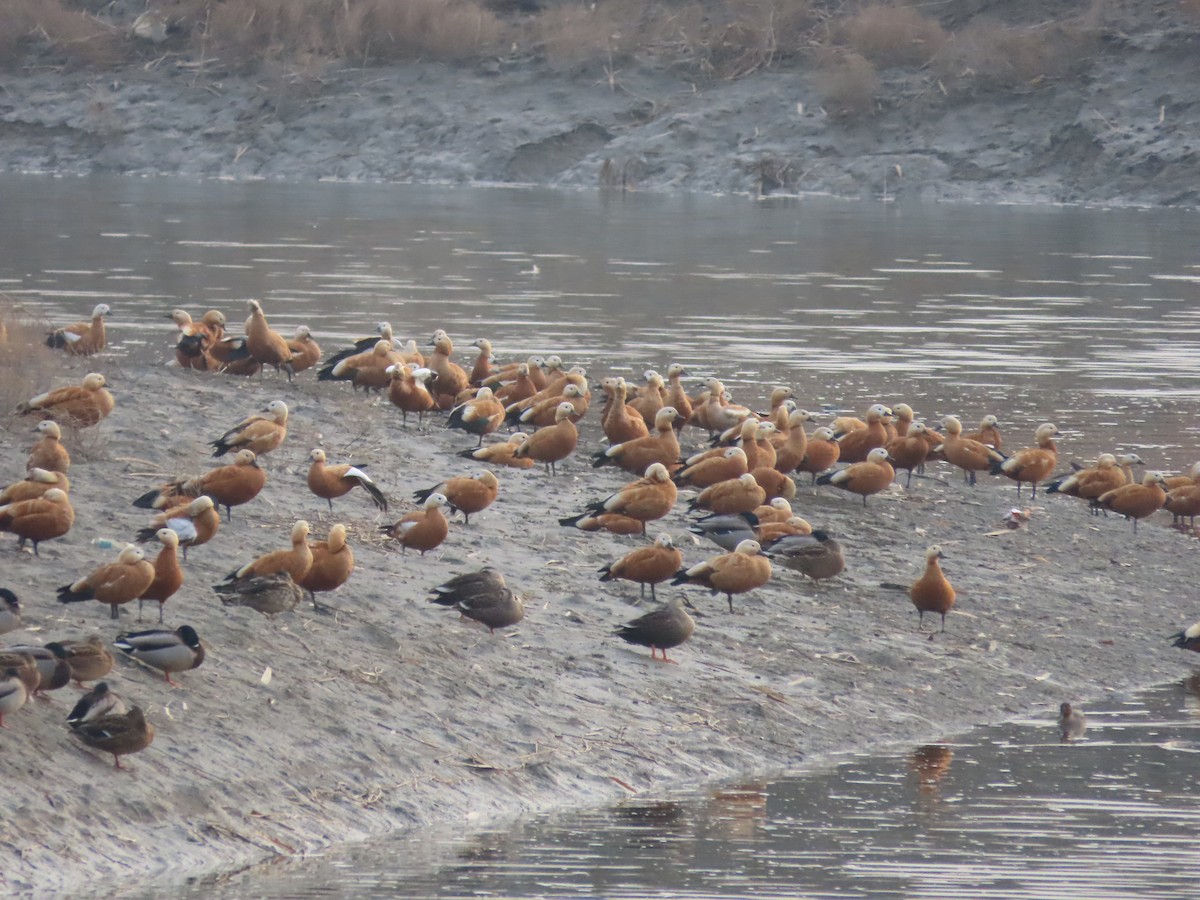 Ruddy Shelduck - ML612071788