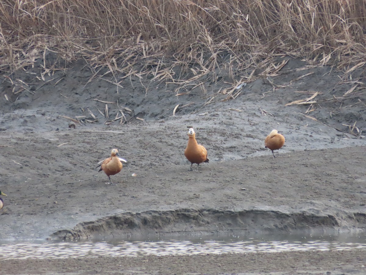 Ruddy Shelduck - ML612071789