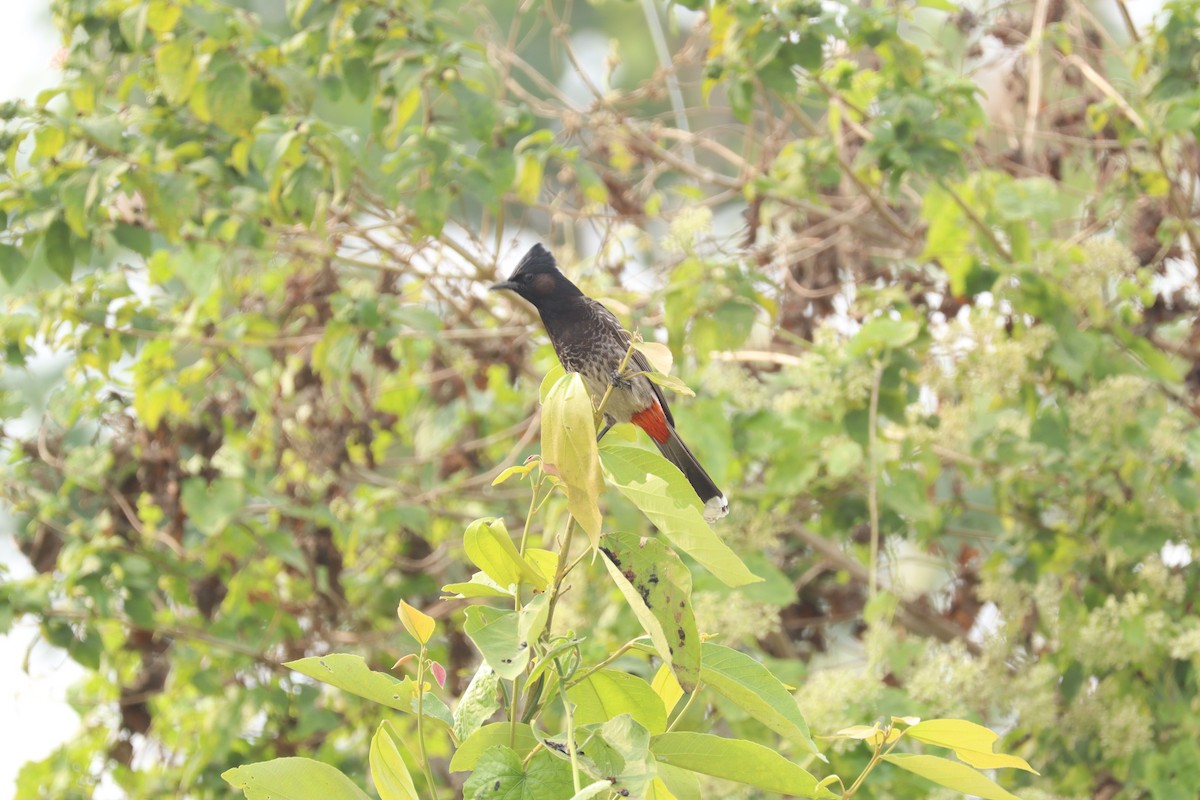 Red-vented Bulbul - ML612071891