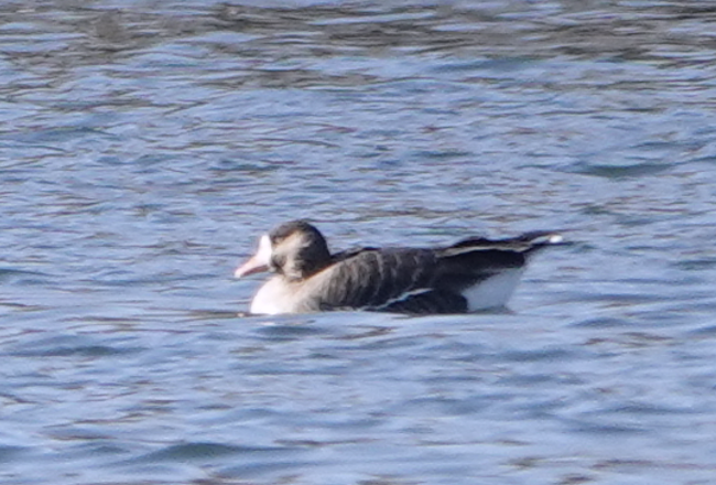 Greater White-fronted Goose - Zhongyu Wang