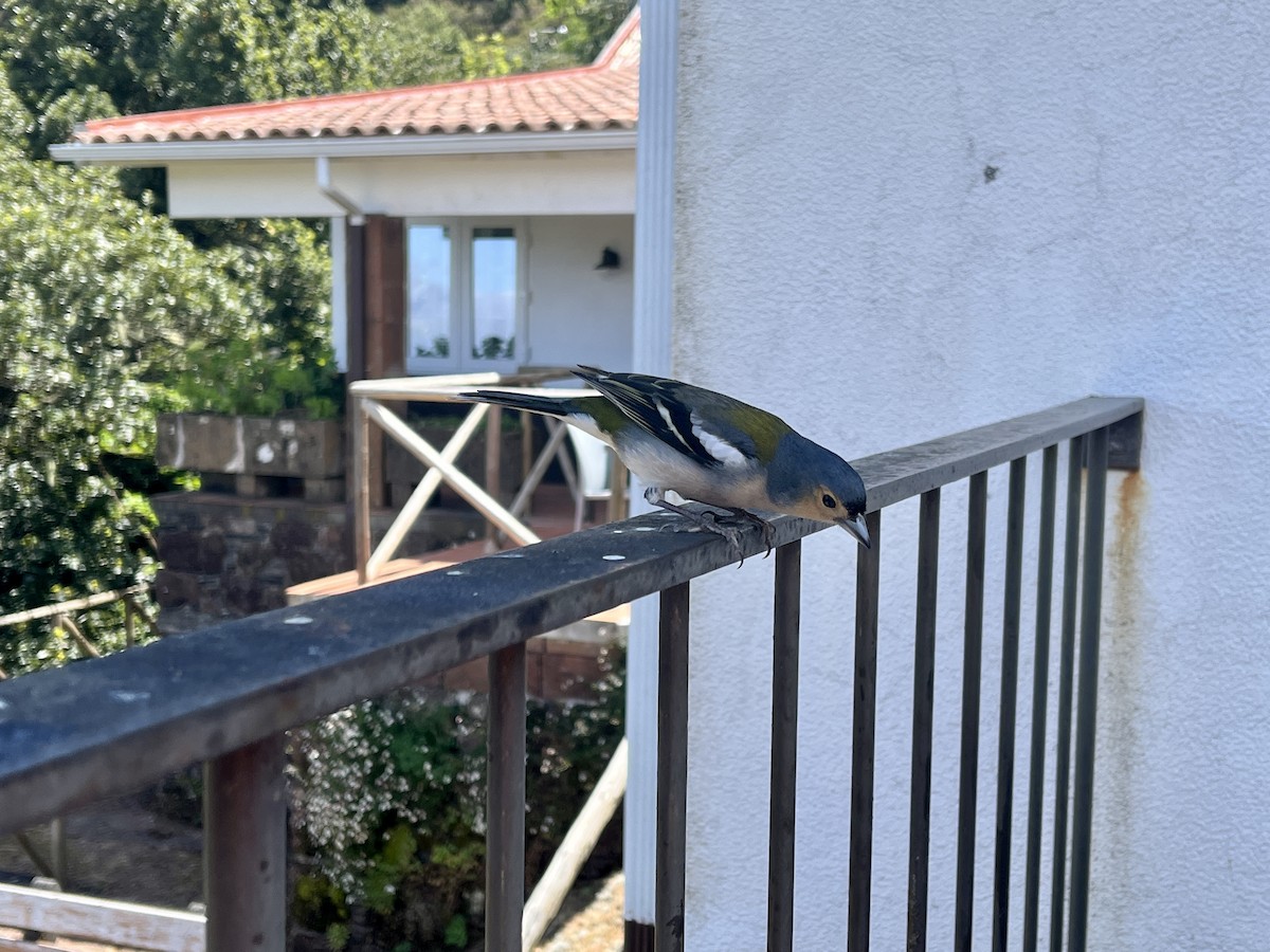 Madeira Chaffinch - Anonymous