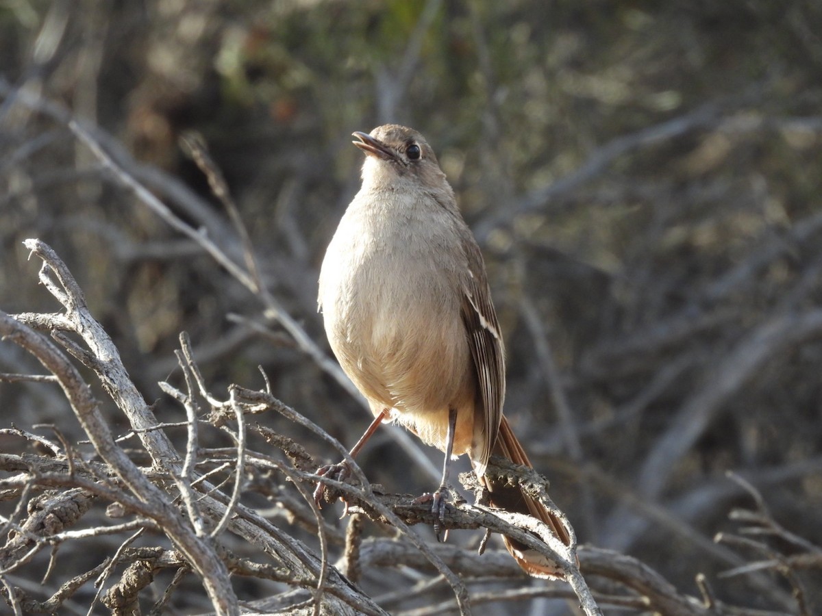 Southern Scrub-Robin - ML612072001