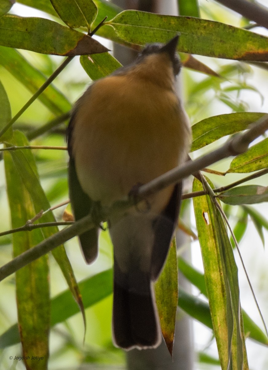 Tickell's Blue Flycatcher - ML612072009