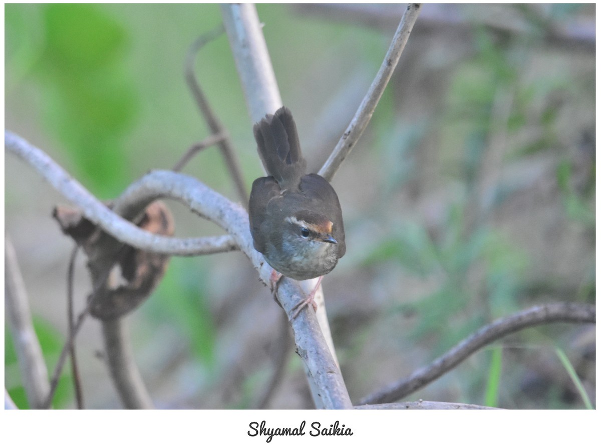 Chestnut-crowned Bush Warbler - Shyamal Saikia