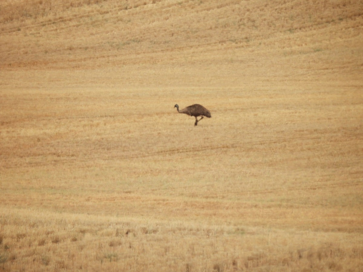 emu hnědý - ML612072104