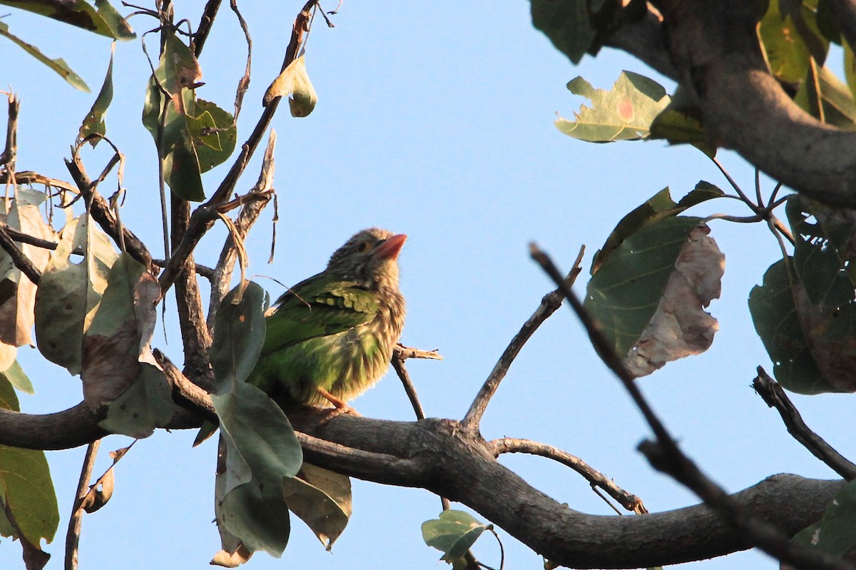 Lineated Barbet - ML612072117
