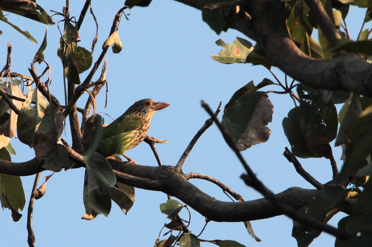 Lineated Barbet - ML612072118