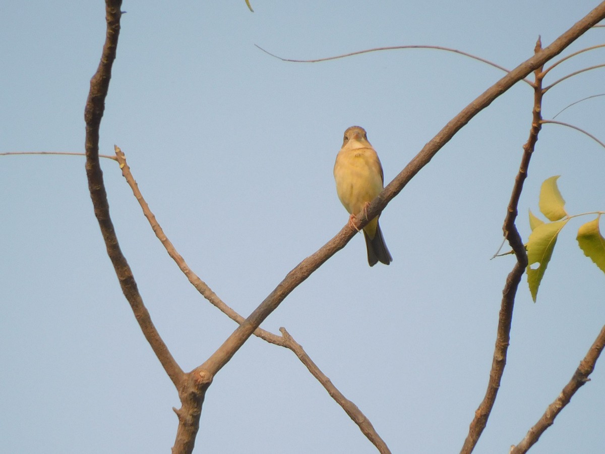 Gray-necked Bunting - Shilpa Gadgil