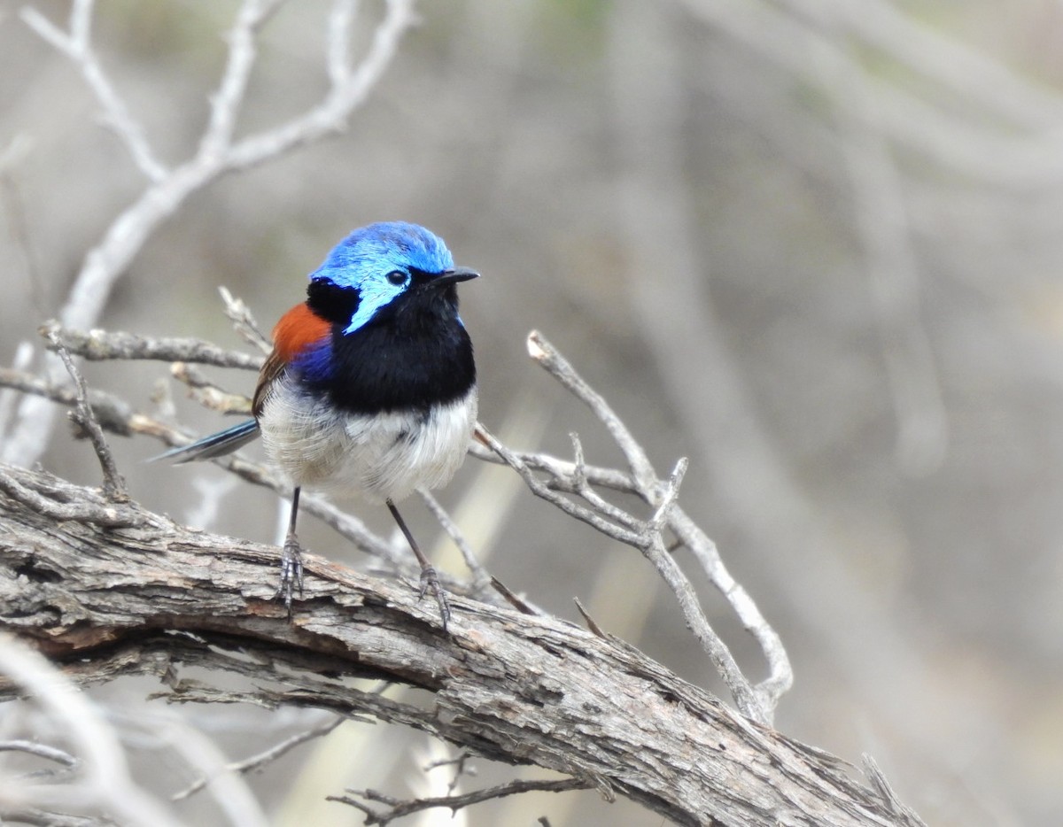 Purple-backed Fairywren - ML612072187