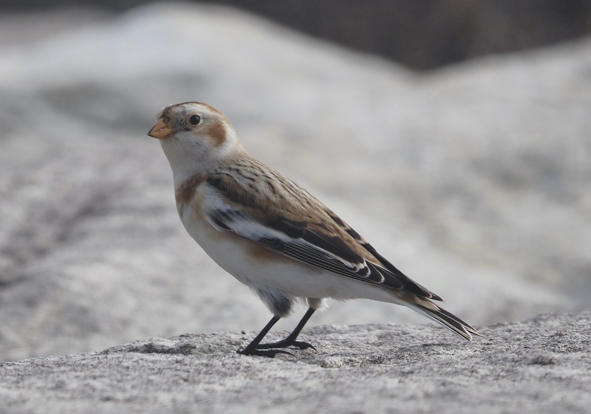 Snow Bunting - Suzette Stitely