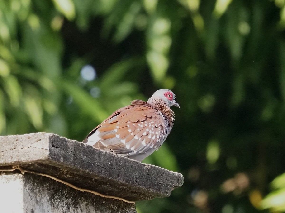 Speckled Pigeon - ML612072243