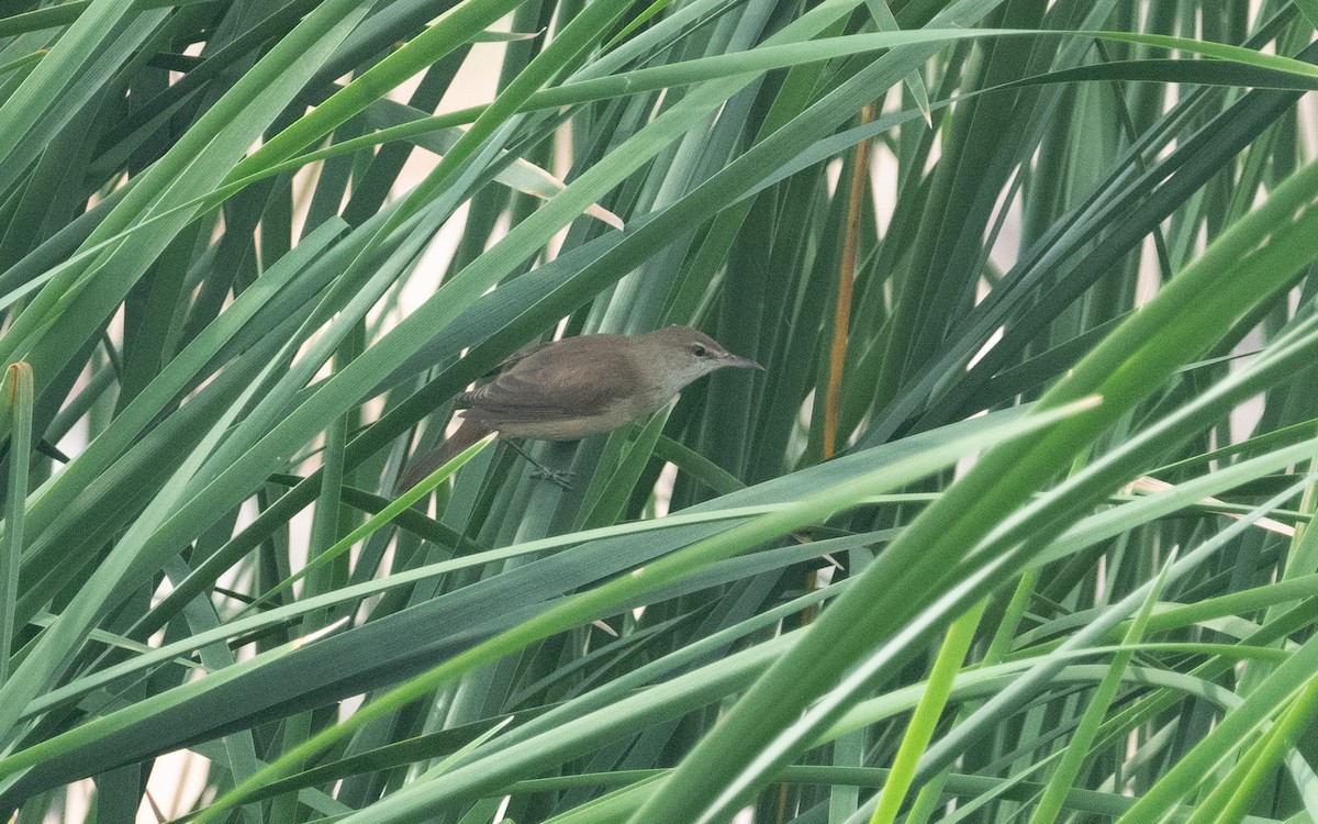 Clamorous Reed Warbler - ML612072250