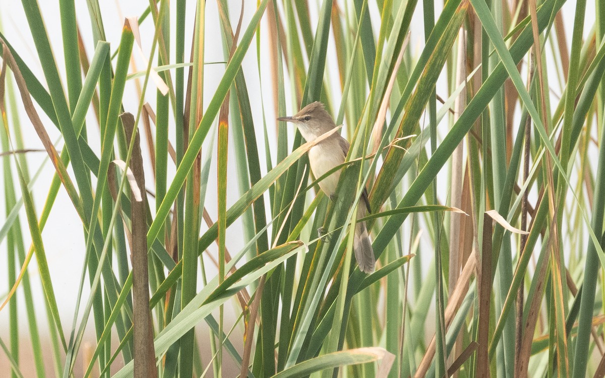 Clamorous Reed Warbler - ML612072251