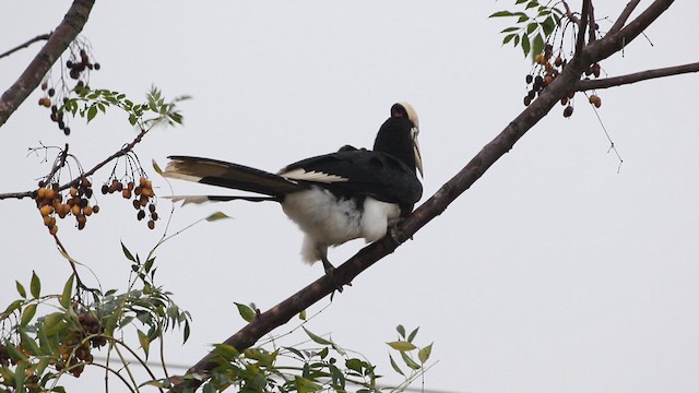 Oriental Pied-Hornbill - ML612072264