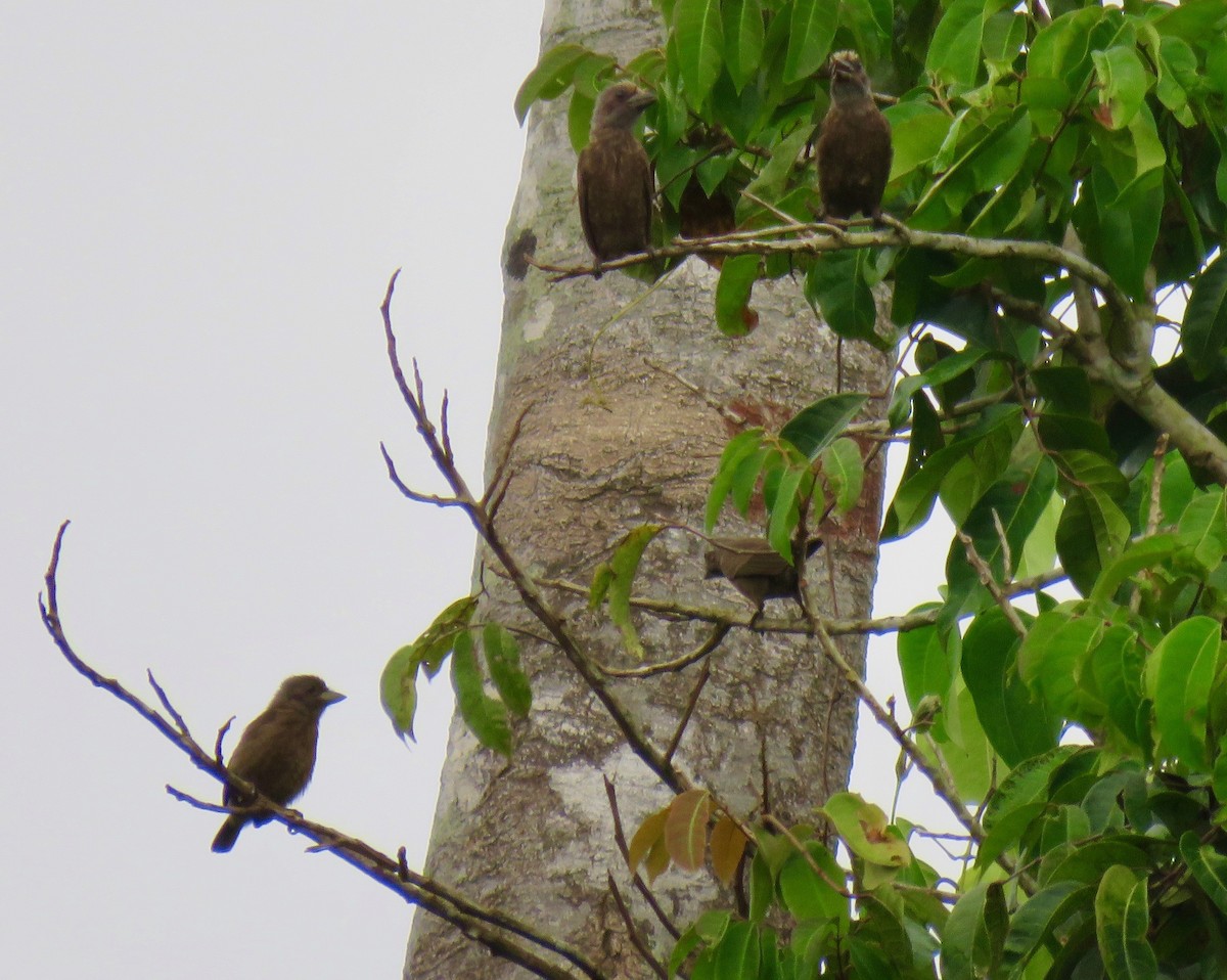 Gray-throated Barbet - ML612072280