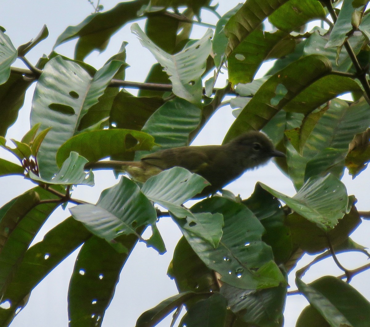 Gray Greenbul - ML612072290