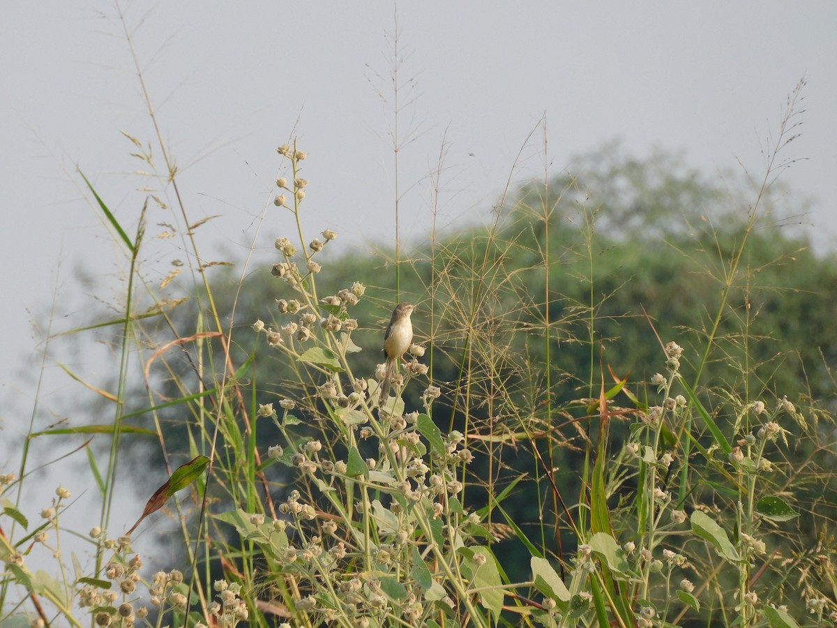 Plain Prinia - ML612072358