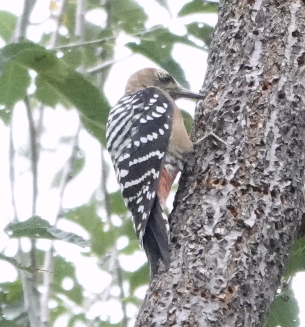 Rufous-bellied Woodpecker - Zhongyu Wang