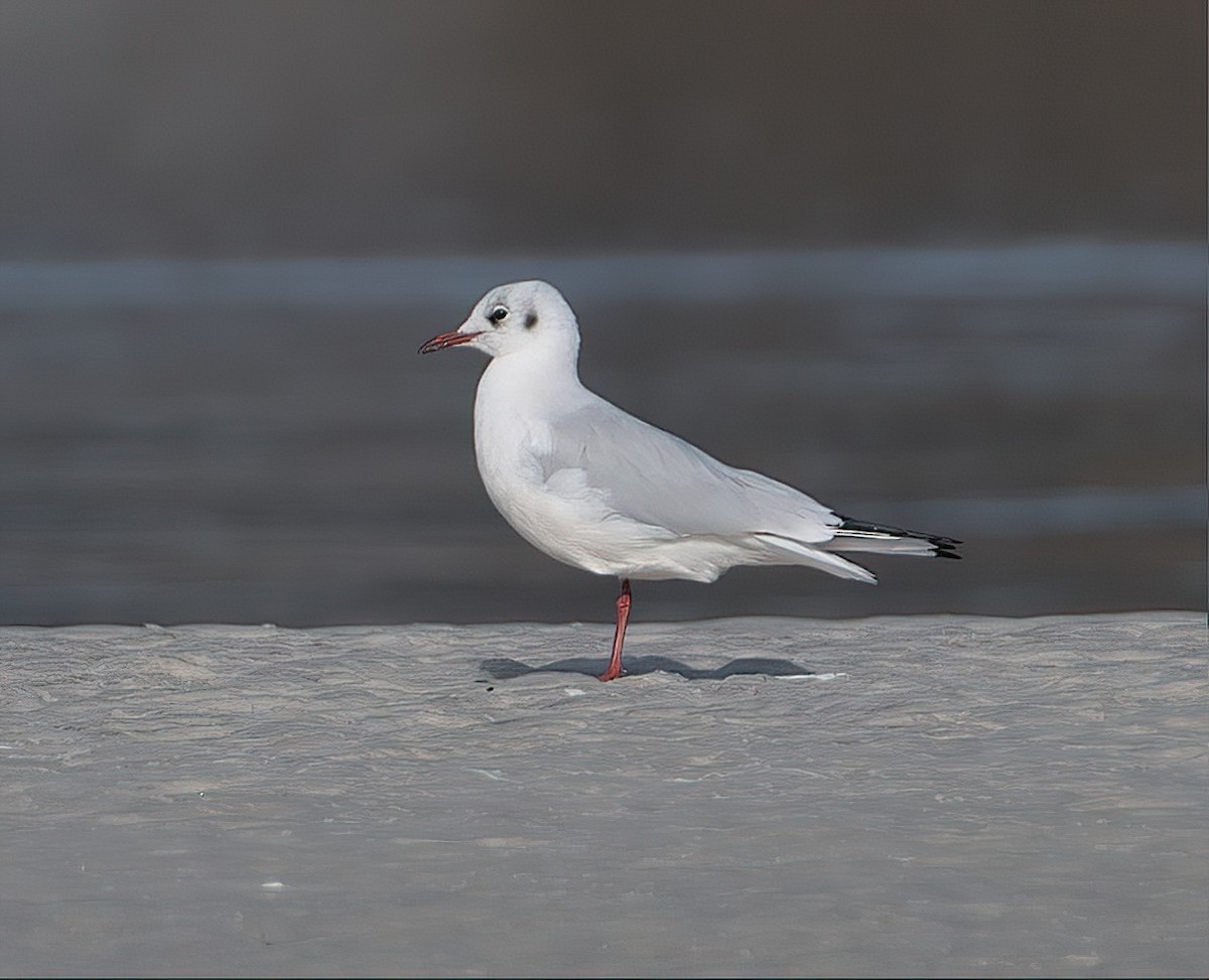 Mouette rieuse - ML612072465