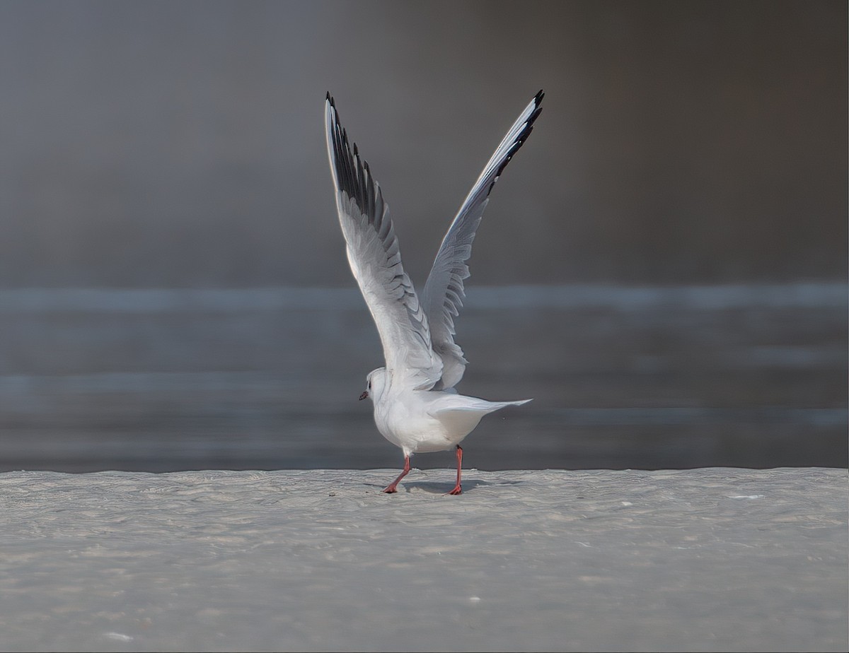 Mouette rieuse - ML612072471