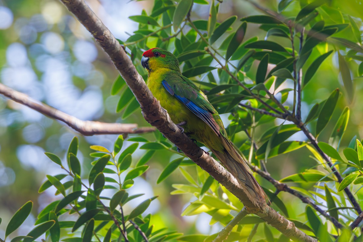 New Caledonian Parakeet - ML612072503