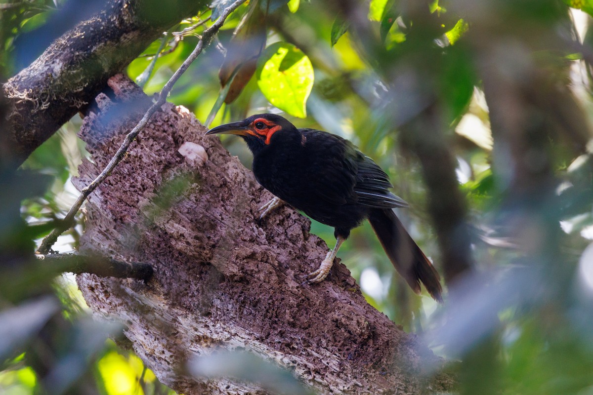 Crow Honeyeater - ML612072527