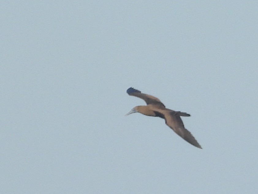 Brown Booby - ML612072541