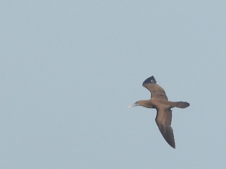 Brown Booby - ML612072542