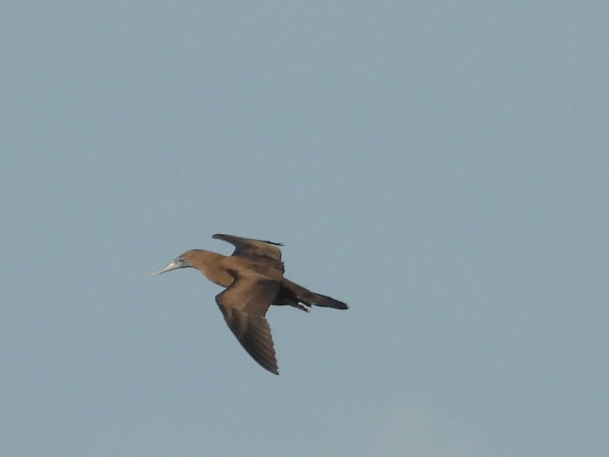 Brown Booby - ML612072543