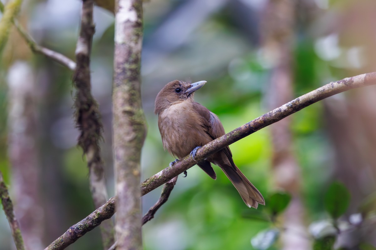 Southern Shrikebill - ML612072587