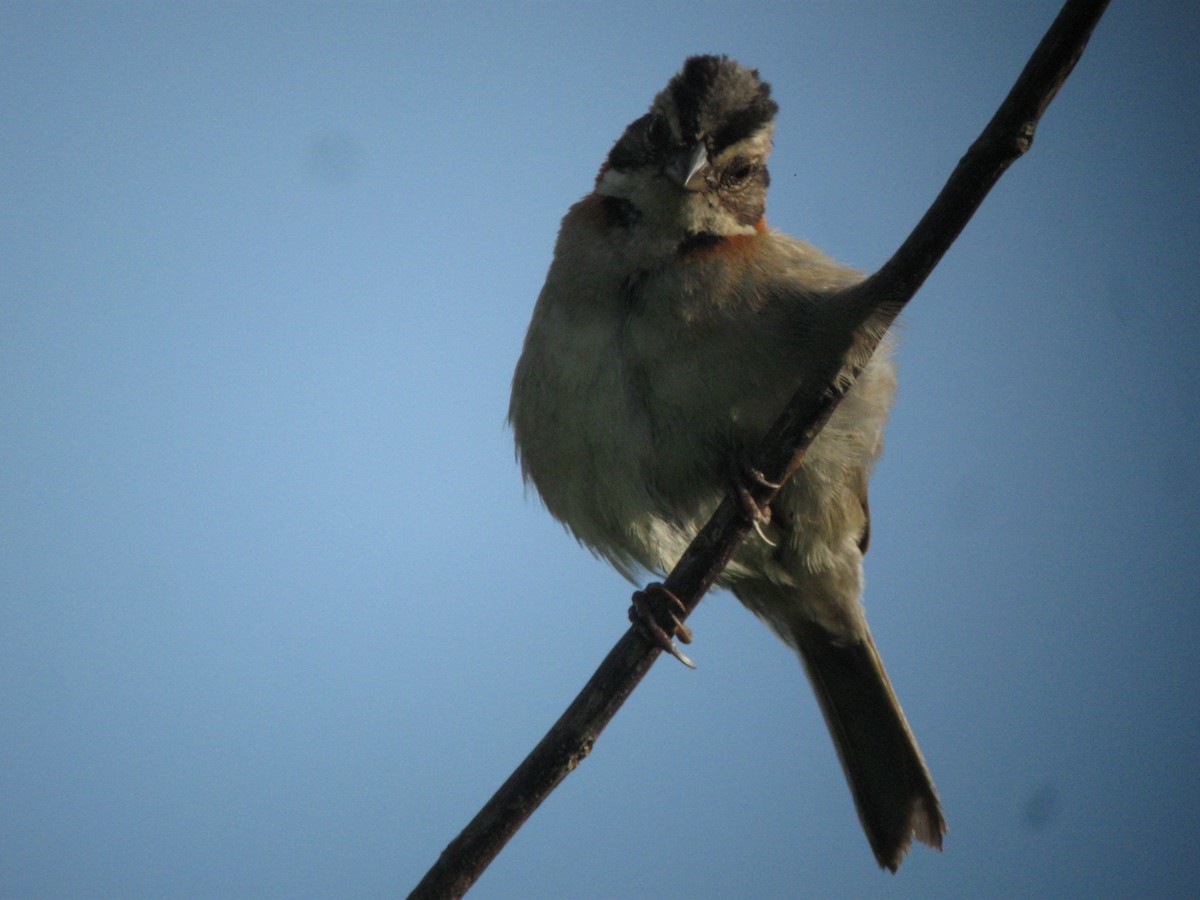 Rufous-collared Sparrow - ML612072621