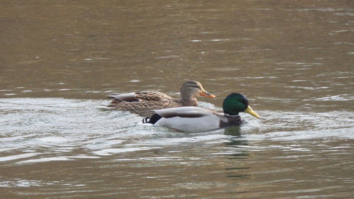 Canard colvert - ML612072668